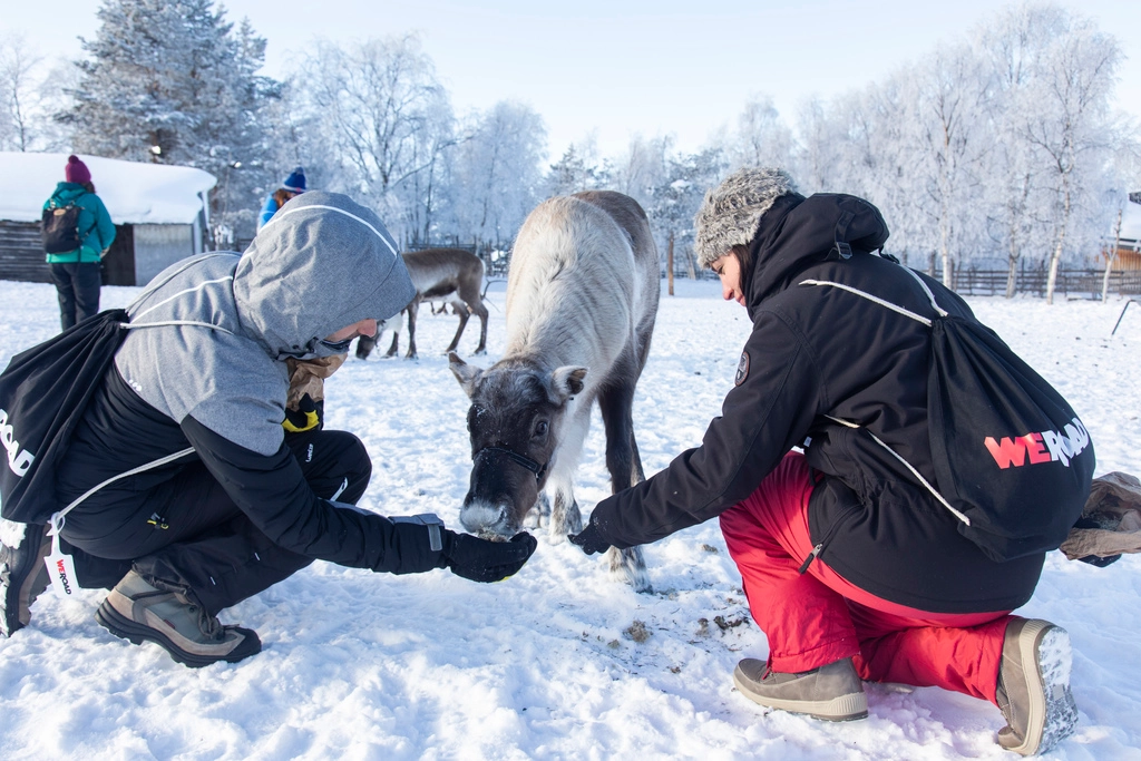 Les gens caressent les animaux en Laponie