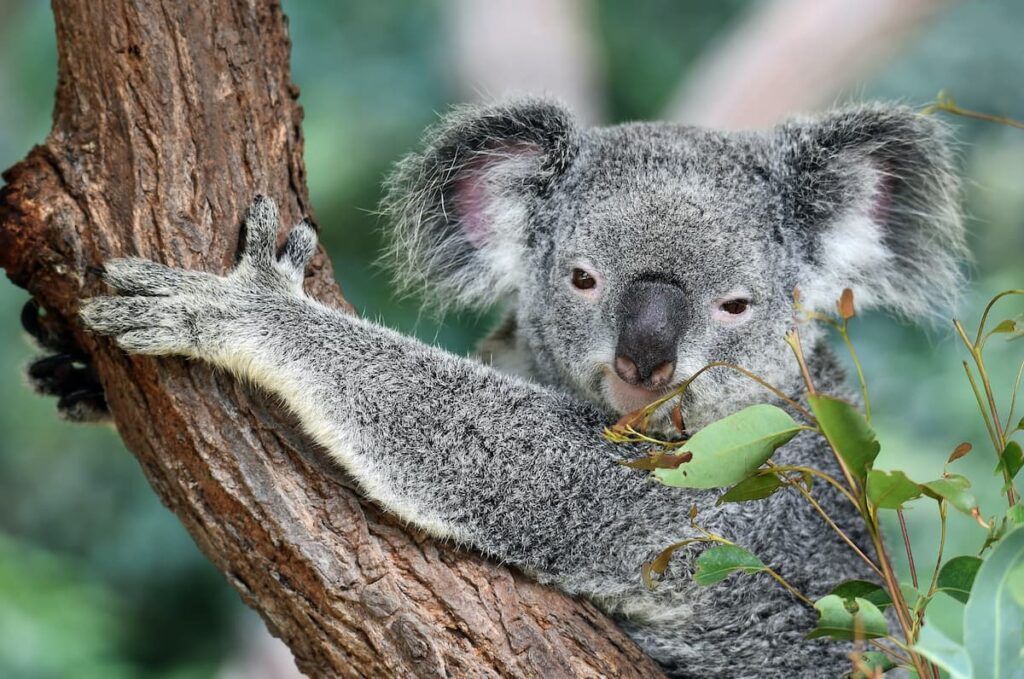 Un koala grimpant à un arbre en Australie