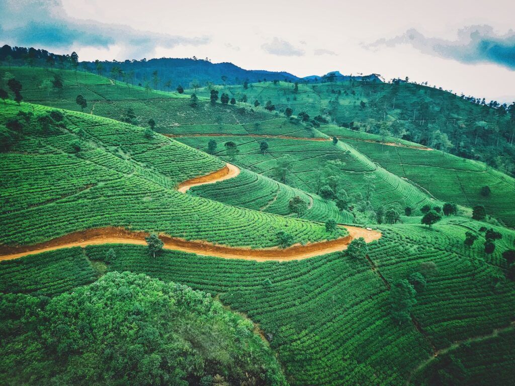 Les plantations de thé du Sri Lanka