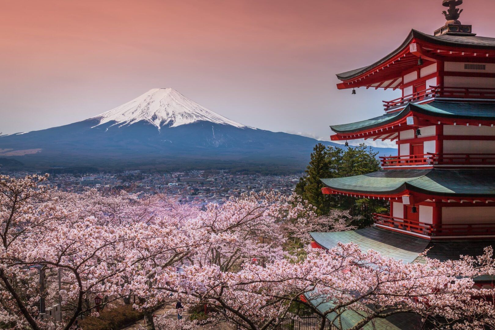 Hanami : quand aller au Japon pour voir les cerisiers en fleurs ? 