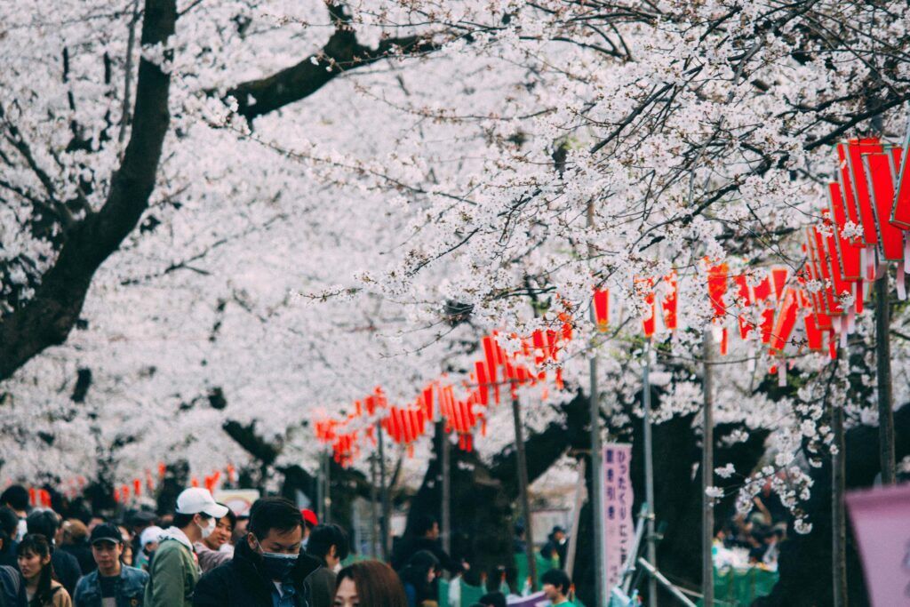 Les gens se promènent sous les cerisiers en fleurs