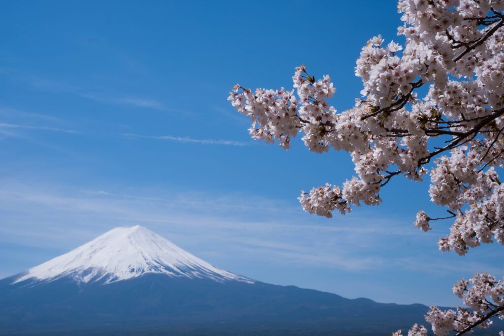 des cerisiers en fleurs devant le Mont Fuji