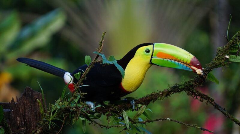 Visiter le Costa Rica : les 12 lieux à ne pas manquer