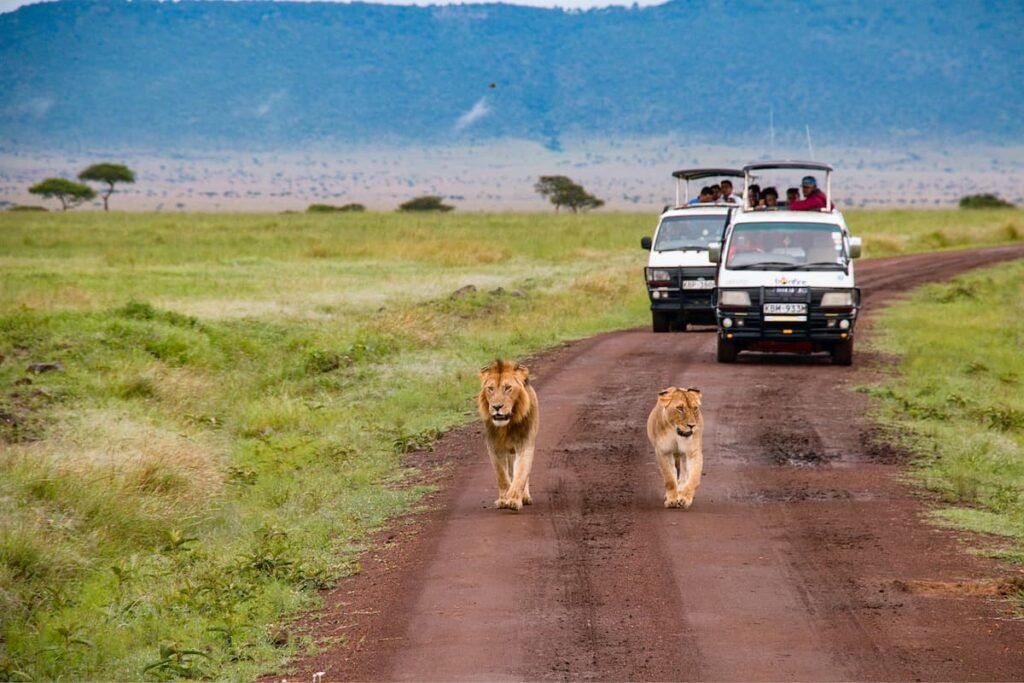 Deux lions marchent dans la savane devant deux jeeps lors d'un safari.