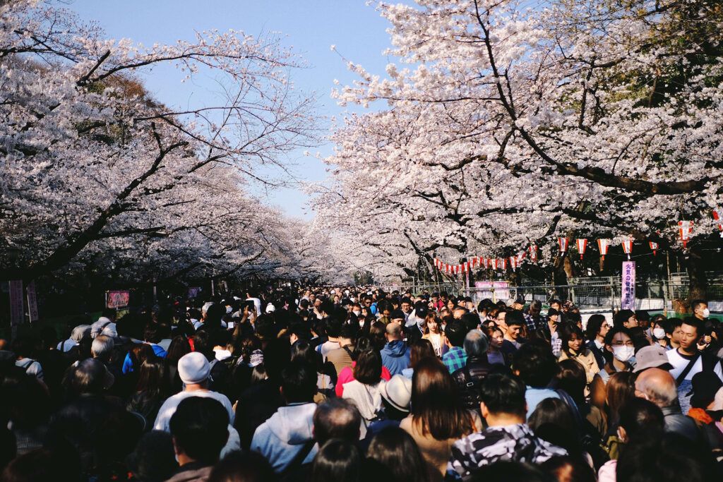 Les gens se promènent sous les cerisiers en fleurs.