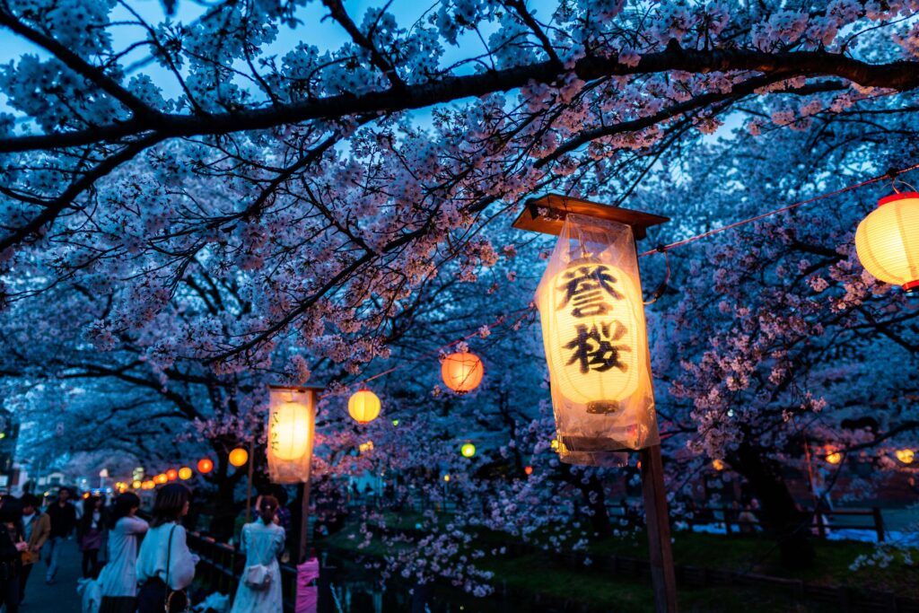 Les lanternes illuminent les cerisiers pendant le hanami de nuit.
