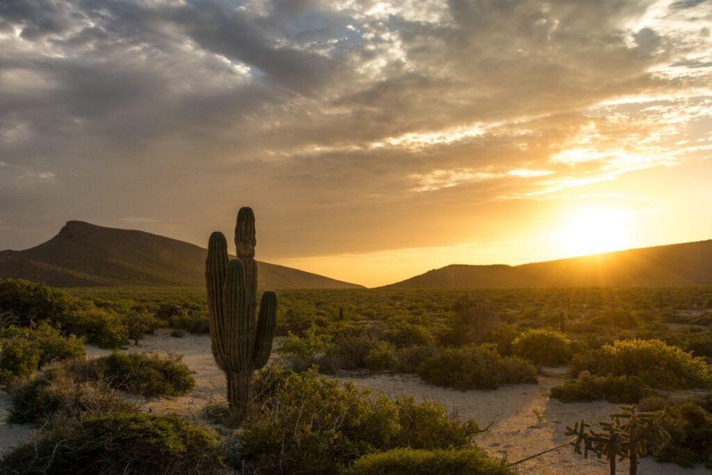 Un cactus avec des montagnes au coucher du soleil