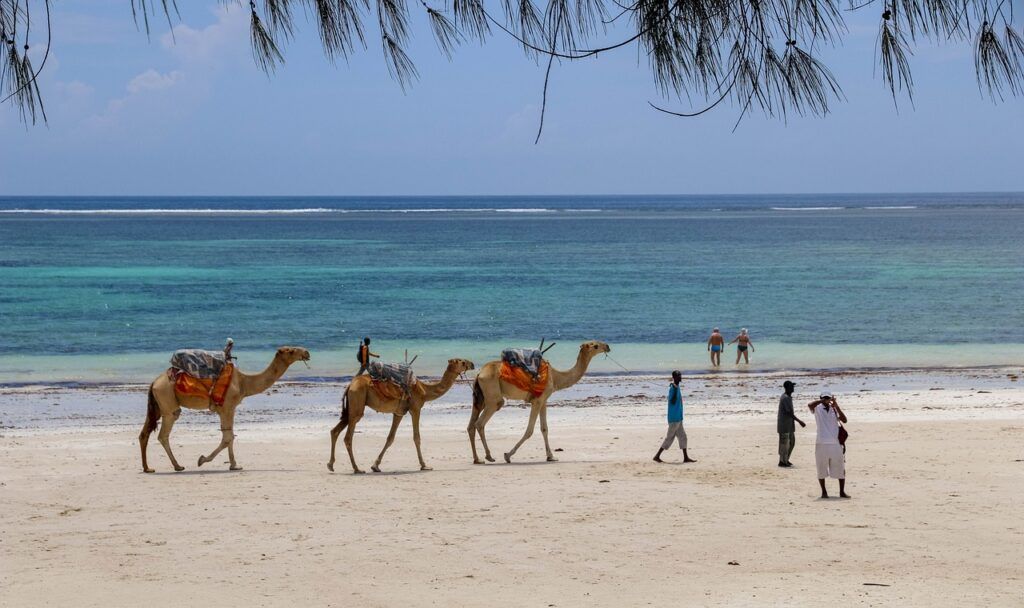 Les chameaux se promènent sur la plage