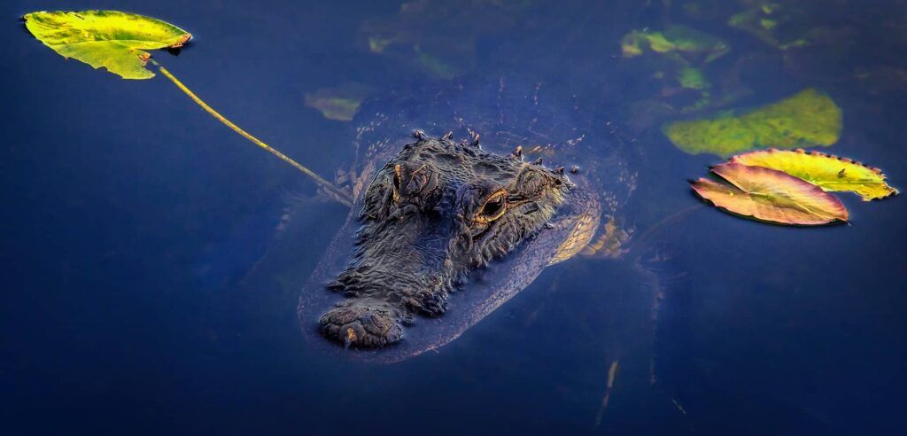 un alligator en Floride