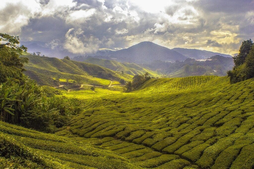 Plantations de thé en Malaisie