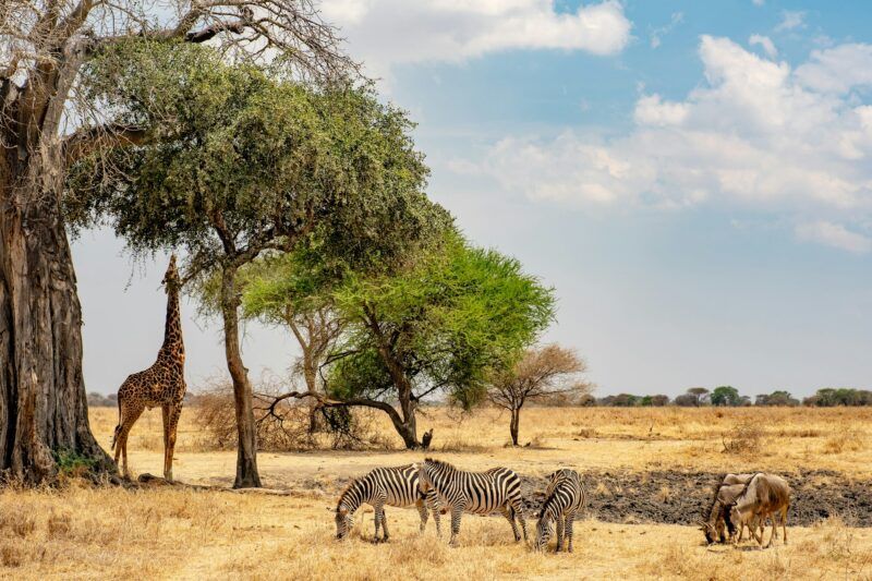 Que faire en Tanzanie : activités et incontournables à voir