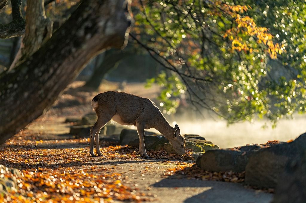 Un cerf paisible mange dans un parc boisé en automne, à Nara, Japon.