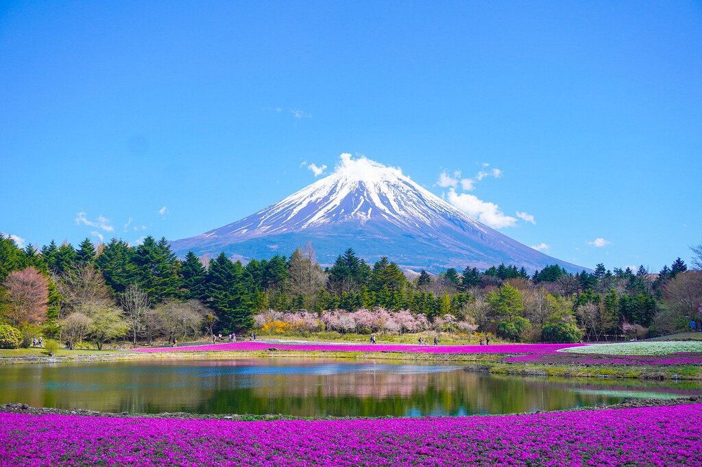 Vue panoramique du Mont Fuji entouré de fleurs colorées et d'une nature luxuriante.