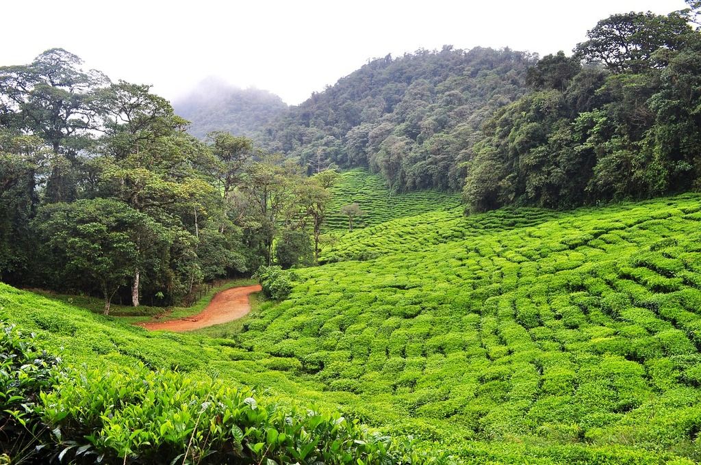 Paysage luxuriant de plantations de thé entourées de forêts verdoyantes, Colombie.