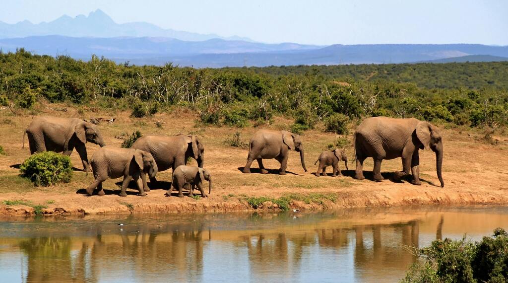 Un groupe d'éléphants marchant paisiblement près d'un point d'eau dans la savane africaine.