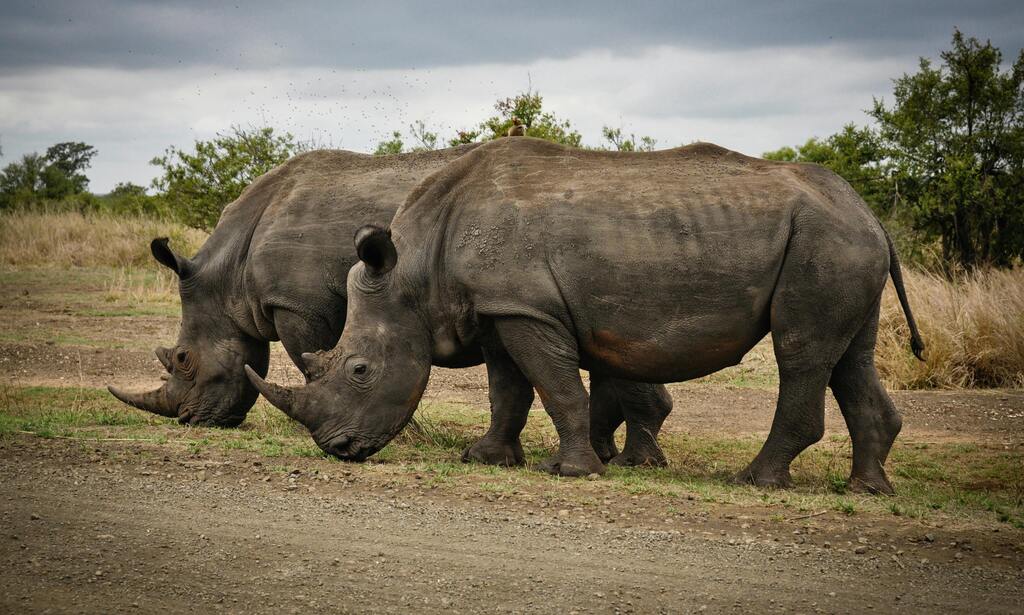 Rhinocéros en liberté, Réserve naturelle en Afrique du Sud 