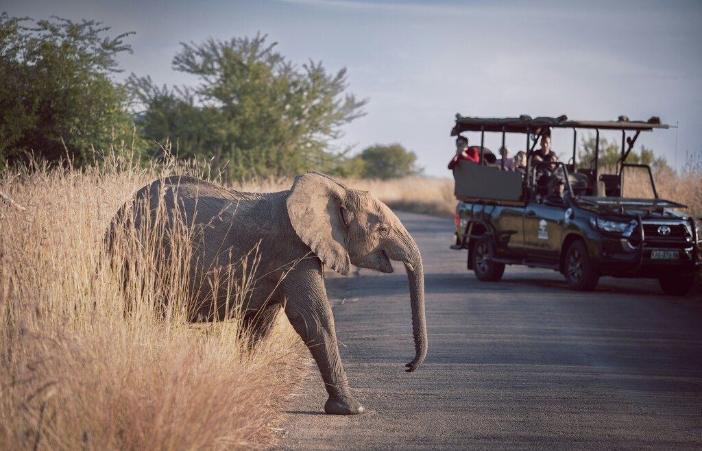 Éléphanteau traversant une route pendant un safari guidé en Afrique