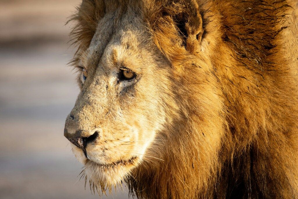 Gros plan d’un lion majestueux au coucher du soleil pendant un safari en Afrique