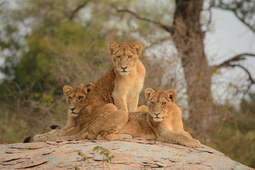 Trois jeunes lions allongés sur un rocher dans la savane africaine