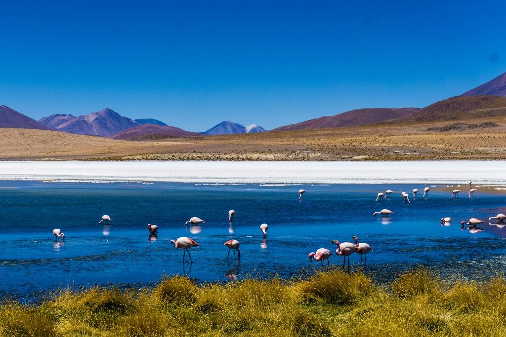 Flamants roses dans la Laguna Colorada, un lac salé coloré entouré de montagnes andines.