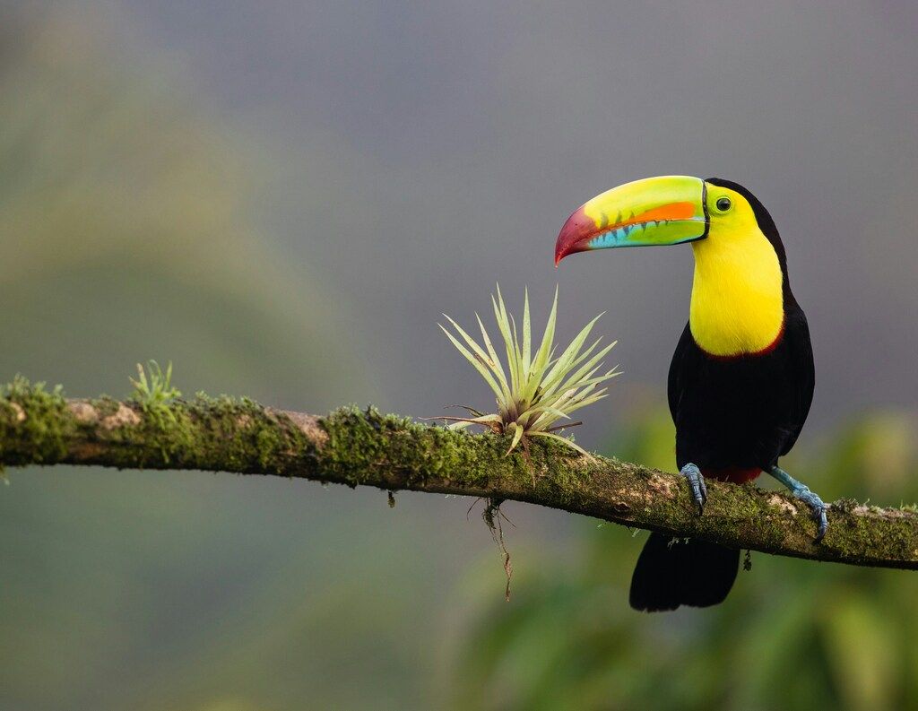 Toucan à bec multicolore observé dans la canopée du Costa Rica