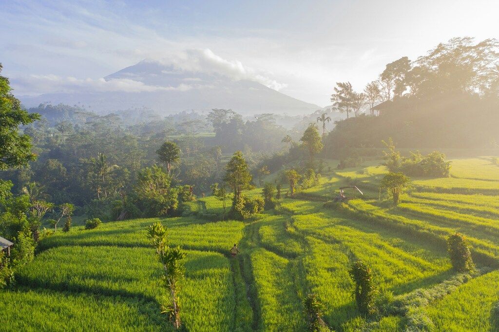 Paysage de rizières luxuriantes à Bali avec le mont Agung en arrière-plan, baigné par la lumière douce du matin.