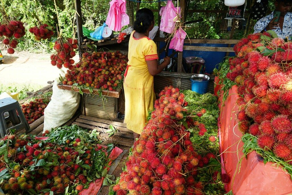 Cuisine Sri Lanka : saveurs, épices et plats incontournables