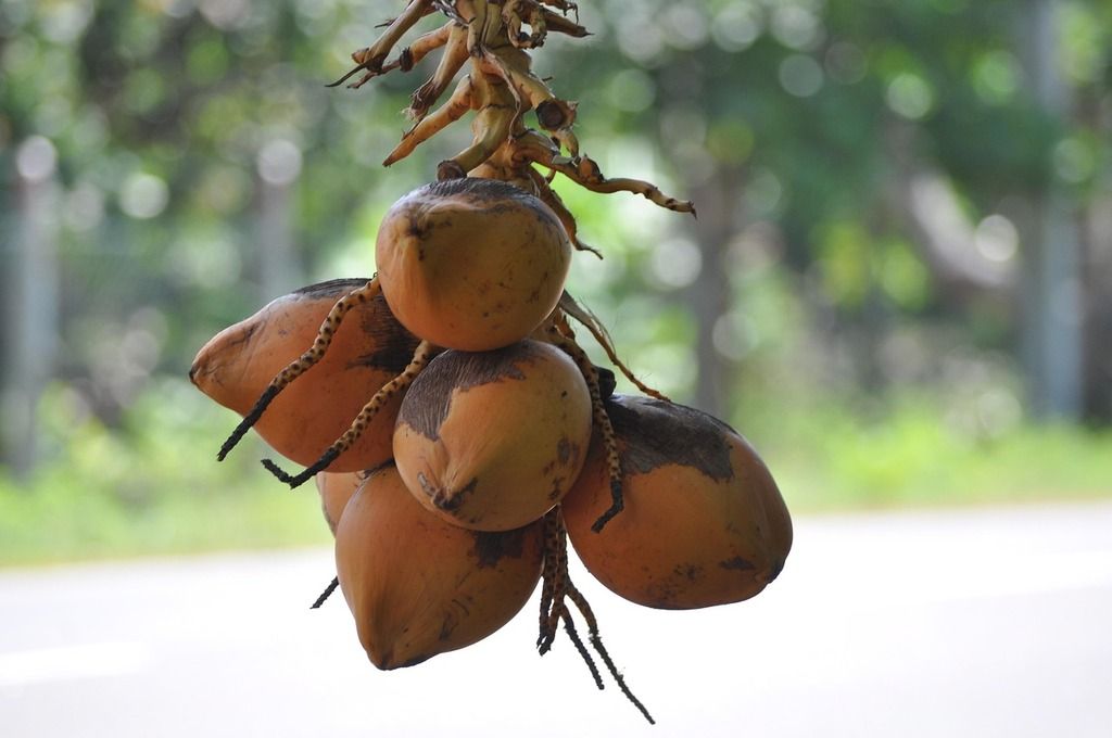 Grappe de noix de coco royales suspendues à un palmier, typiques du Sri Lanka, en arrière-plan flou de verdure tropicale.