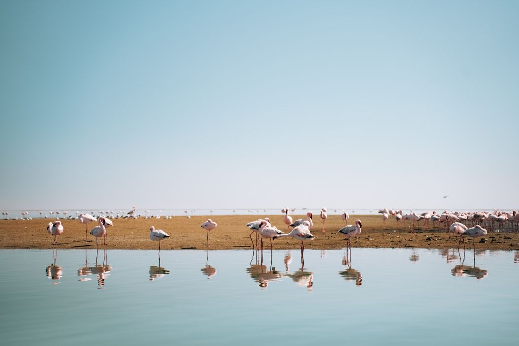 Groupe de flamants roses au bord de l’eau, reflétés à la surface sous un ciel dégagé.