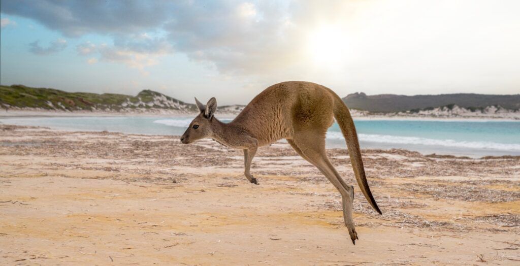 Un kangourou sautant sur le sable blanc de Lucky Bay en Australie, avec l'océan turquoise en arrière-plan.