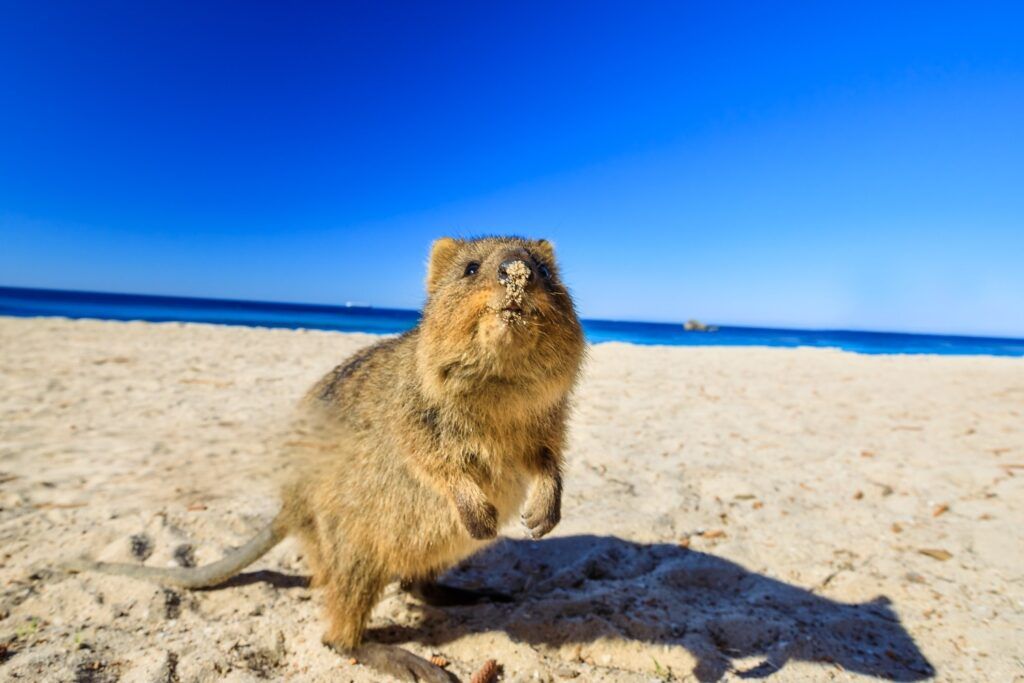 Un quokka curieux avec du sable sur le nez se tenant debout sur la plage de The Basin à Rottnest Island, en Australie.